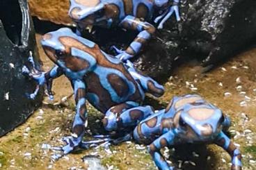 Pfeilgiftfrösche kaufen und verkaufen Foto: Diverse Nachzuchten Dendrobaten Dendrobates Pfeilgiftfrösche Frösche