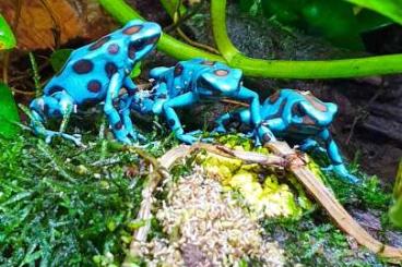 Pfeilgiftfrösche kaufen und verkaufen Foto: Diverse Nachzuchten Dendrobaten Dendrobates Pfeilgiftfrösche Frösche