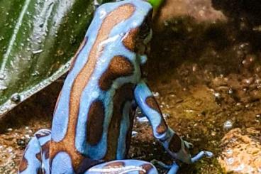 Pfeilgiftfrösche kaufen und verkaufen Foto: Schöne Nachzuchten von Dendrobates auratus Superblue abzugeben