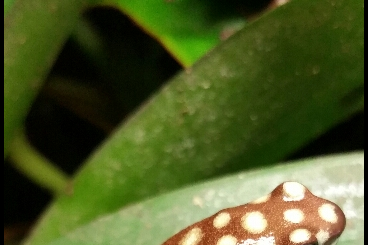 Poison dart frogs kaufen und verkaufen Photo: Schöne Nachzuchten von Excidobates mysteriosus abzugeben