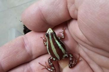 Pfeilgiftfrösche kaufen und verkaufen Foto: Zuchtgruppe Epipedobates anthonyi (tricolor) abzugeben