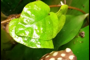 Poison dart frogs kaufen und verkaufen Photo: Schöne Nachzuchten der Gattung Excidobates mysteriosus abzugeben