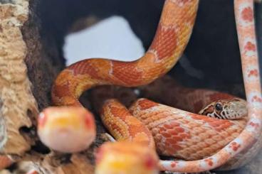 Snakes kaufen und verkaufen Photo: Kornnattern abzugeben in Würzburg