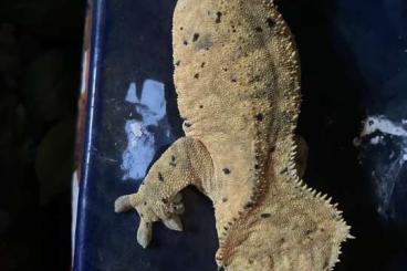 Geckos kaufen und verkaufen Foto: Creasted gecko female proven breader