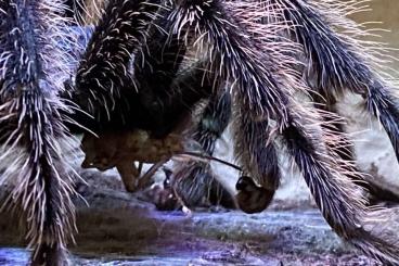 Vogelspinnen kaufen und verkaufen Foto: Lasiodora Parahybana Bock sucht Weib