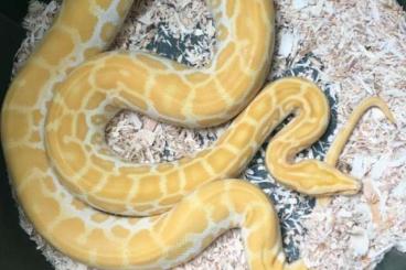 Snakes kaufen und verkaufen Photo: Tigerpython molurus bivittatus  