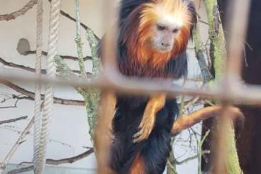 Exotic mammals kaufen und verkaufen Photo: Goldkopflöwenäffchen abzugeben