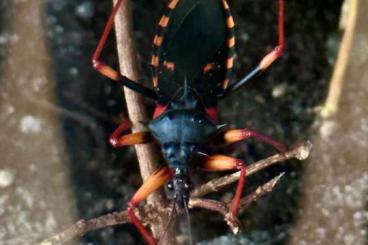 Insekten kaufen und verkaufen Foto: Psyttala horrida (Horrid King Assassin Bugs) - L5 Only