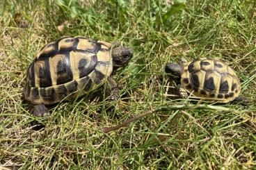 Tortoises kaufen und verkaufen Photo: Griechische Landschildkröten von 2020-2023