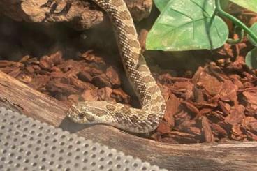 Snakes kaufen und verkaufen Photo: Hakennasennatter zu verkaufen 