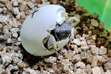 Tortoises kaufen und verkaufen Photo: Babys Griechischer Landschildkröten "Testudo hermanni"