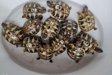 Landschildkröten kaufen und verkaufen Foto: Babys Griechischer Landschildkröten "Testudo hermanni"