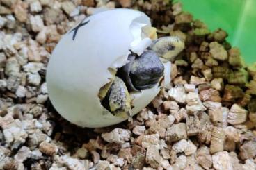 Landschildkröten kaufen und verkaufen Foto: Babys Griechischer Landschildkröten "Testudo hermanni"