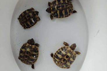 Landschildkröten kaufen und verkaufen Foto: Babys Griechischer Landschildkröten "Testudo hermanni"