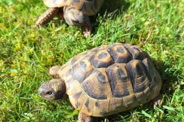 Landschildkröten kaufen und verkaufen Foto: Griechische Landschildkröten (NZ 2018)