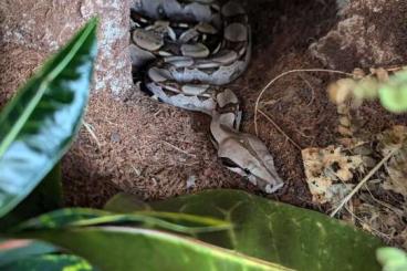 Boas kaufen und verkaufen Foto: Boa Tarahumara x Surinam abzugeben, 2 Jahre alt dringend