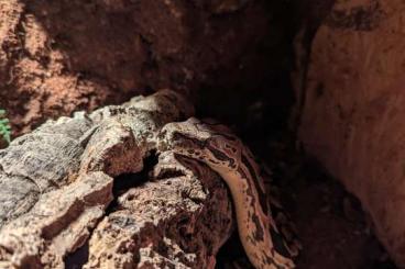 Boas kaufen und verkaufen Foto: Dumerils Boa, Südliche Madagaskar Boa abzugeben weiblich 