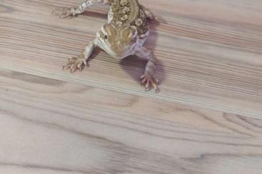 Bearded dragons kaufen und verkaufen Photo: Von den 2 Bartagamen muss ich mich leider trennen, ich gebe sie mit al