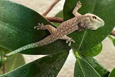 Geckos kaufen und verkaufen Photo: Phelsuma abbotti checkei aus Eigenzucht