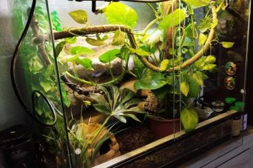 Geckos kaufen und verkaufen Photo: Kronengecko Terrarium, Kronengeckos, Terrarium, Exo Terra, Terraristik