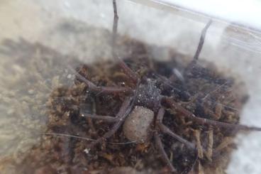 Spiders and Scorpions kaufen und verkaufen Photo: Six-Eyed Sand Spider For Sale 