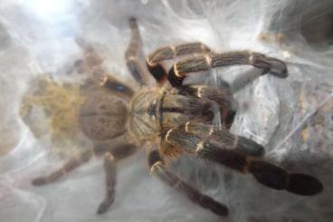 Spiders and Scorpions kaufen und verkaufen Photo: Pterinochilus murinus dcf