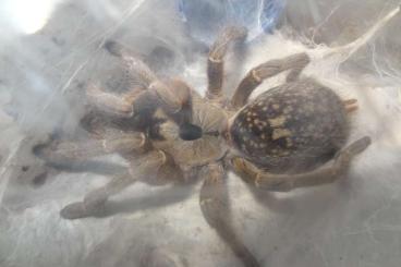 Spiders and Scorpions kaufen und verkaufen Photo: Ceratogyrus sanderi - Namibian Horned Baboon