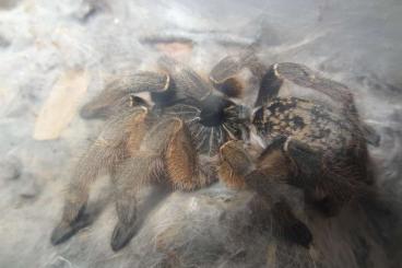 Spinnen und Skorpione kaufen und verkaufen Foto: Ceratogyrus Mozambique Adult Zu Verkauf / For Sale