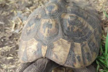 Tortoises kaufen und verkaufen Photo: Griechische Landschildkröte Adult