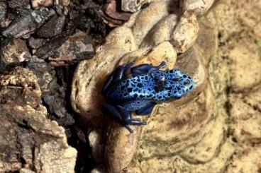 Poison dart frogs kaufen und verkaufen Photo: Blauer Baumsteiger (Pfeilgiftfrosch)