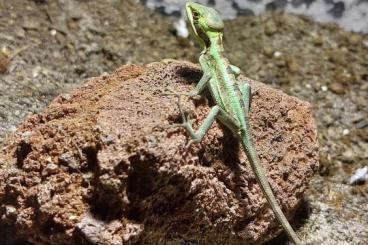 andere Echsen kaufen und verkaufen Foto: Laemanctus longipes Kronenbasilisken