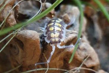 Crustraceae non aquatic kaufen und verkaufen Photo: Asseln, Isopods - Porcellio haasi 'High Yellow'