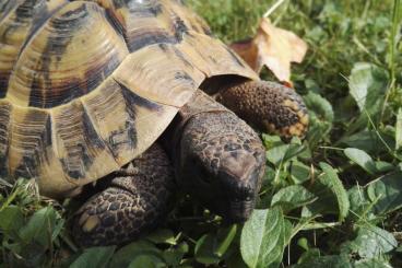 Landschildkröten kaufen und verkaufen Foto: griechische Landschildkröte - NZ 2004 aus artger. Haltung mit Papieren