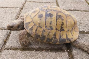 Landschildkröten kaufen und verkaufen Foto: 61 Jahre alt Mediterranisches Landschildkröten zum Verschenken