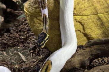 Königspythons kaufen und verkaufen Foto: Königspython Yellow Belly Piebald