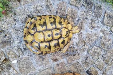 Tortoises kaufen und verkaufen Photo: Griechische Landschildkröte 