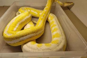 Pythons kaufen und verkaufen Photo: Reticulated python Ultra Ivory het. albino Adult Female 