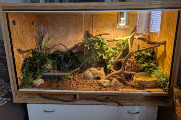 Königspythons kaufen und verkaufen Foto: Diverse Königspython zu verkaufen Königspythons kaufen und verkaufen Foto: Diverse Königspython zu verkaufen