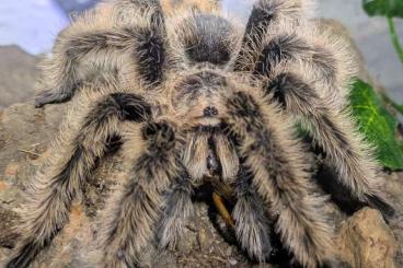 Vogelspinnen kaufen und verkaufen Foto: 1.0 Tliltocatl albopilosus nicaragua. Adult.