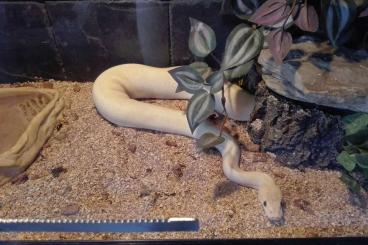 Ball Pythons kaufen und verkaufen Photo: Königsphython mit Terrarium abzugeben 50€ VB