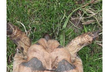 Landschildkröten kaufen und verkaufen Foto: Testudio marginata Männchen