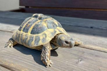 Landschildkröten kaufen und verkaufen Foto: Griechische Landschildkröte männlich