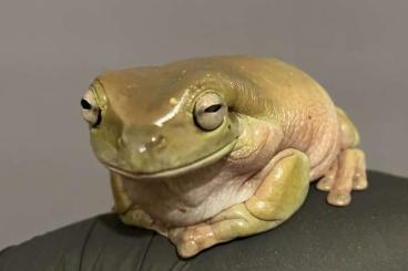 Frösche  kaufen und verkaufen Foto: Litoria Caerulea, Whites Tree Frogs 