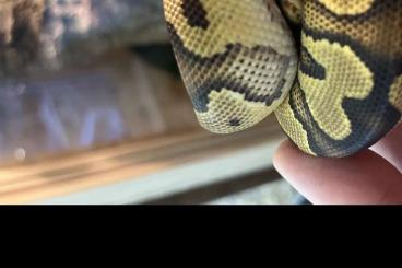 Ball Pythons kaufen und verkaufen Photo: 1.0 clown yb/gravel 66% het axanthic 