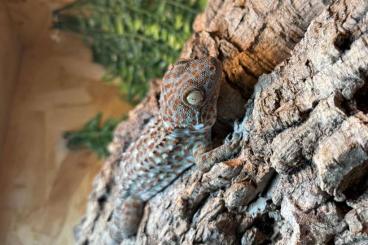 Geckos kaufen und verkaufen Photo: 1.0 Male tokay gecko classic / Gekko gecko Geckos kaufen und verkaufen Photo: 1.0 Male tokay gecko classic / Gekko gecko