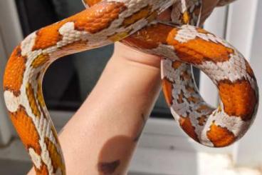 Schlangen kaufen und verkaufen Foto: Pantherophis guttatus Okeetee het hypo