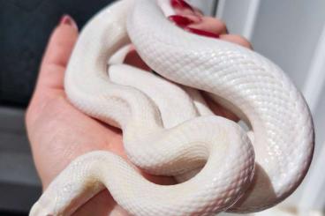 Schlangen kaufen und verkaufen Foto: Pantherophis guttatus Blizzard