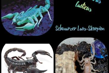 Spiders and Scorpions kaufen und verkaufen Photo: Biete Skorpione aus eigener Nachzucht