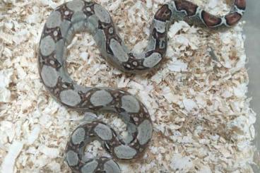 Boas kaufen und verkaufen Foto: Babys Boa Constrictor Imperator 