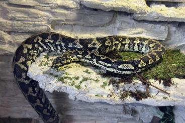 Pythons kaufen und verkaufen Foto: Morelia Spilota Teppichpython+Terrarium Carpetpython